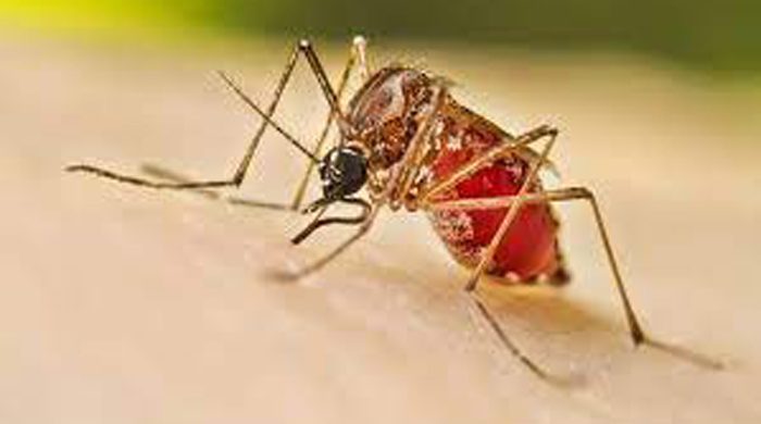 ডেঙ্গুতে আরও ২ জনের মৃত্যু, হাসপাতালে ভর্তি ৪৪৫ জন