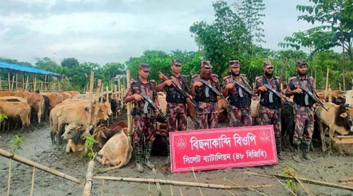 বিছনাকান্দি সীমান্তে ২৩৭ টি গরু ও ৫২ টি মহিষ আটক