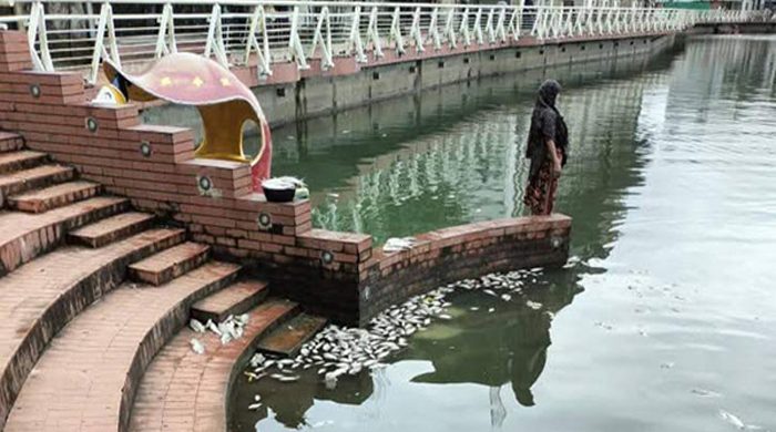 মরে ভেসে উঠেছে ধোপাদিঘির মাছ