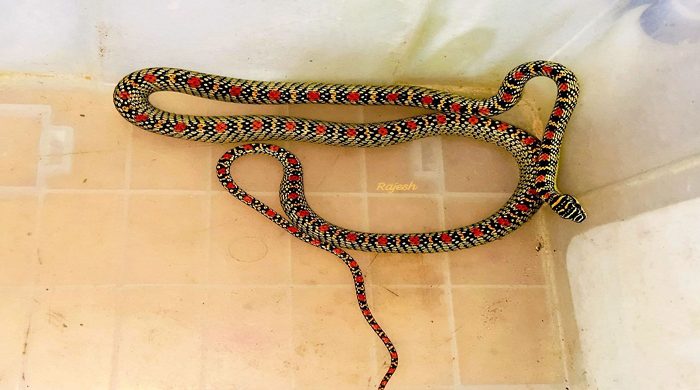 শ্রীমঙ্গলে স্বাস্থ্য কমপ্লেক্স কোয়ার্টারের ভেতর ‘কালনাগিনী’