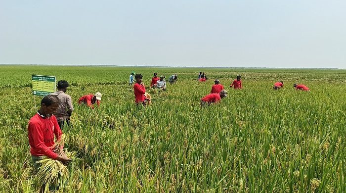 সুনামগঞ্জে আগাম বন্যার শঙ্কা, দ্রুত পাকা ধান কাটার অনুরোধ পাউবোর