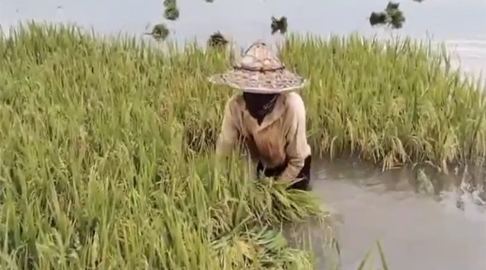 সুনামগঞ্জে পাকা ধান নিয়ে উৎকণ্ঠায় কৃষক
