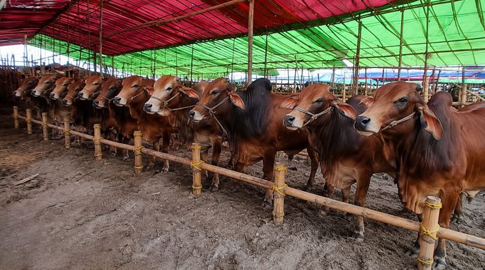 আসামে কোরবানিতে গরু জবাই করলেই কঠোর শাস্তি