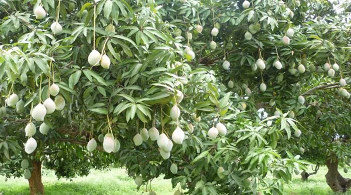 রাজশাহীর কোন জাতের আম কবে আসবে বাজারে, জানা গেল 