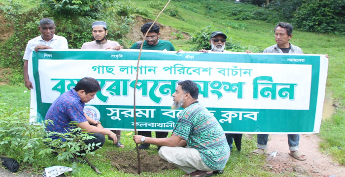 সুরমা বয়েজ ক্লাবের উদ্যোগে বৃক্ষরোপণ