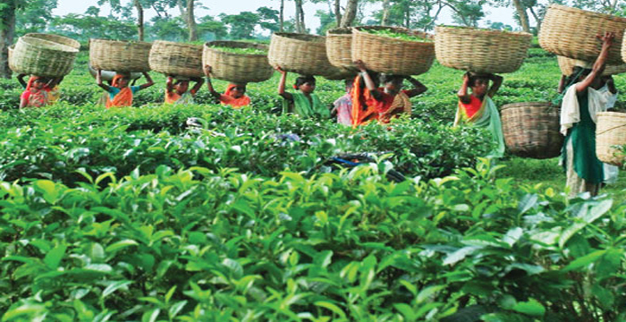 বাংলাদেশ চা বোর্ডে চাকরি