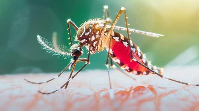 ডেঙ্গুতে পাঁচ জনের মৃত্যু, হাসপাতালে ৮৩৯