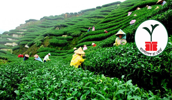 বাংলাদেশ চা বোর্ডে বড় নিয়োগ