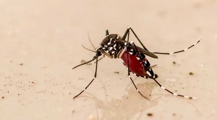 ডেঙ্গুতে প্রাণ গেলো আরও ৮ জনের