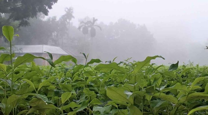 কুয়াশার চাদরে ঢাকা তেঁতুলিয়া, ২০ ডিগ্রিতে নামল তাপমাত্রা